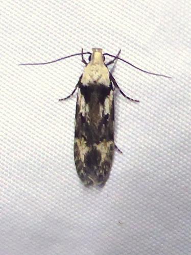 Carpatolechia decorella
